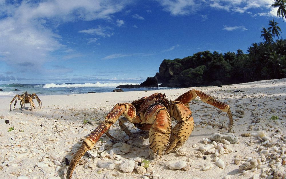 Christmas_Island.Coconut_Crabs.jpg