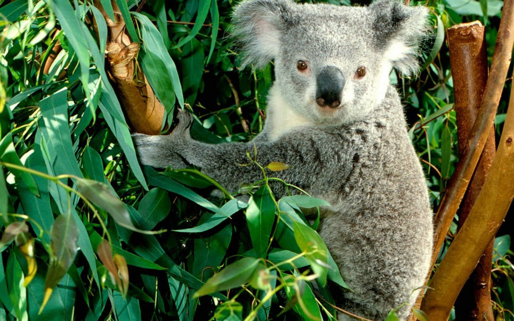 Koala_Hanging_Out.jpg
