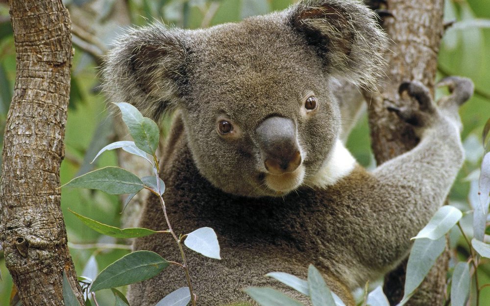 Koala_in_Eucalyptus_Tree.jpg
