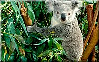 Koala_Hanging_Out.jpg