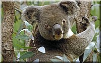 Koala_in_Eucalyptus_Tree.jpg