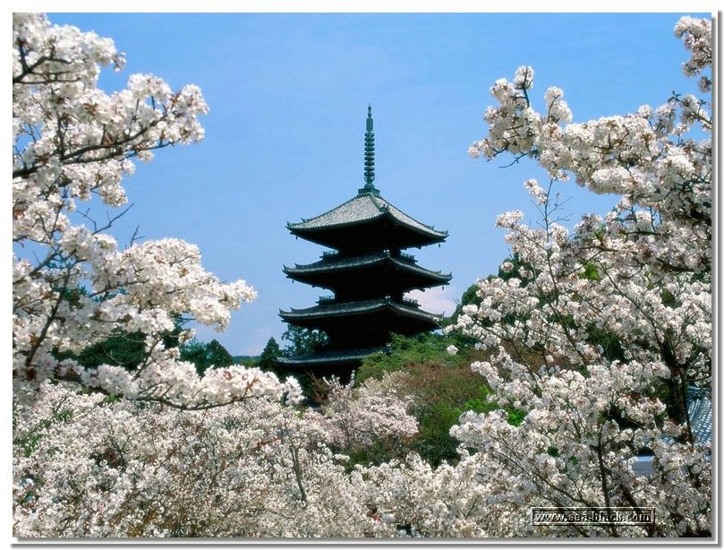 cherry_blossoms.jpg